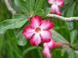 263815_10150256141069901_6220157_n